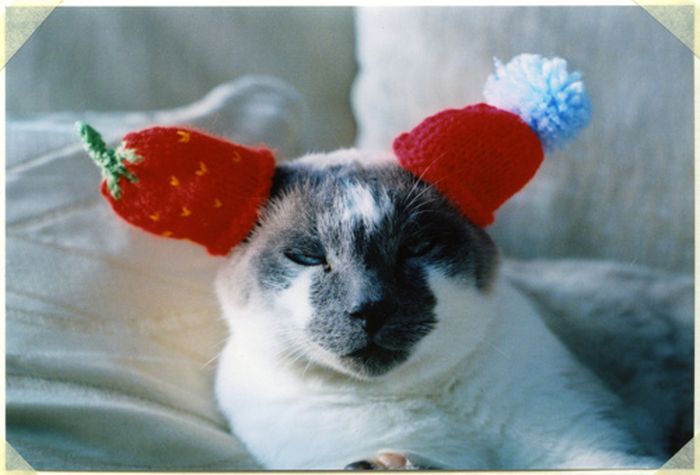 Dressed Animals (88 pics)