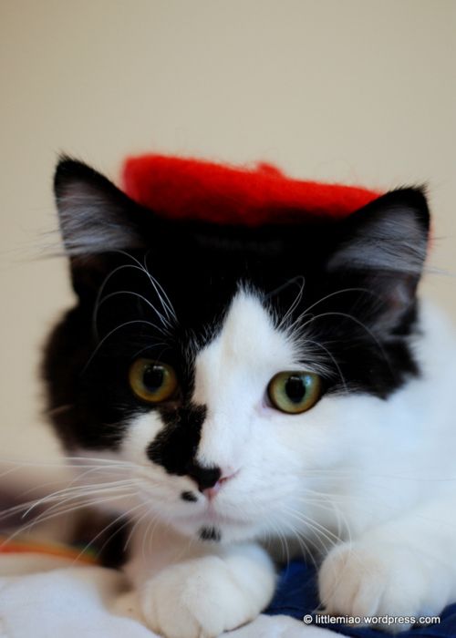 Dressed Animals (88 pics)