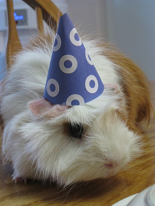 Dressed Animals (88 pics)