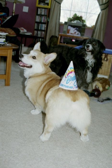 Dressed Animals (88 pics)