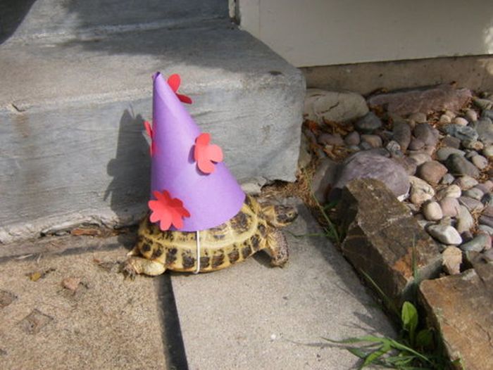 Dressed Animals (88 pics)