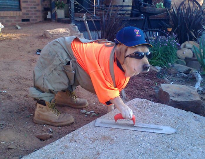 Dressed Animals (88 pics)