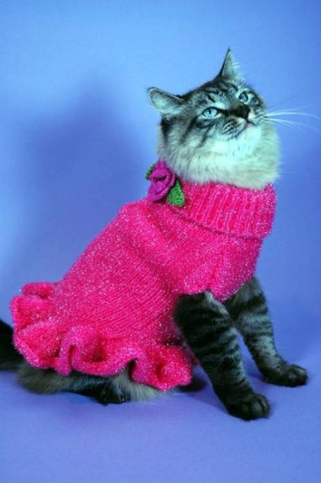 Dressed Animals (88 pics)