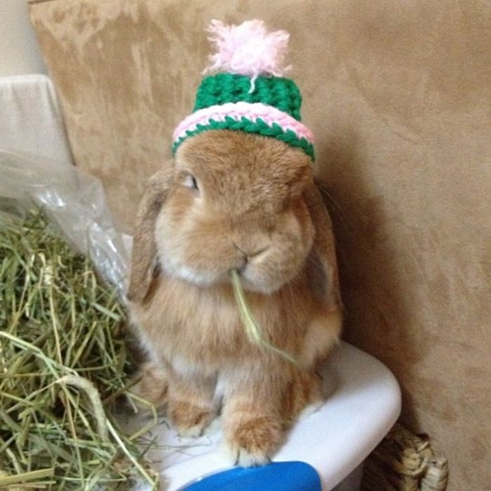 Dressed Animals (88 pics)