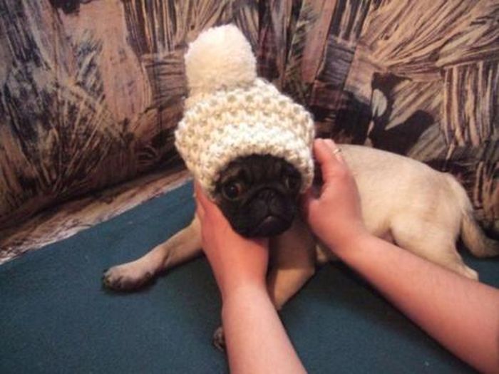 Dressed Animals (88 pics)