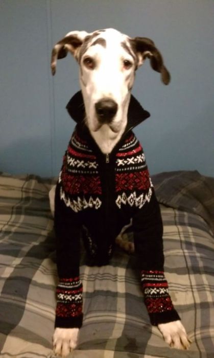 Dressed Animals (88 pics)