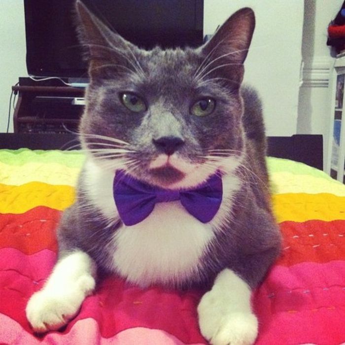 Dressed Animals (88 pics)