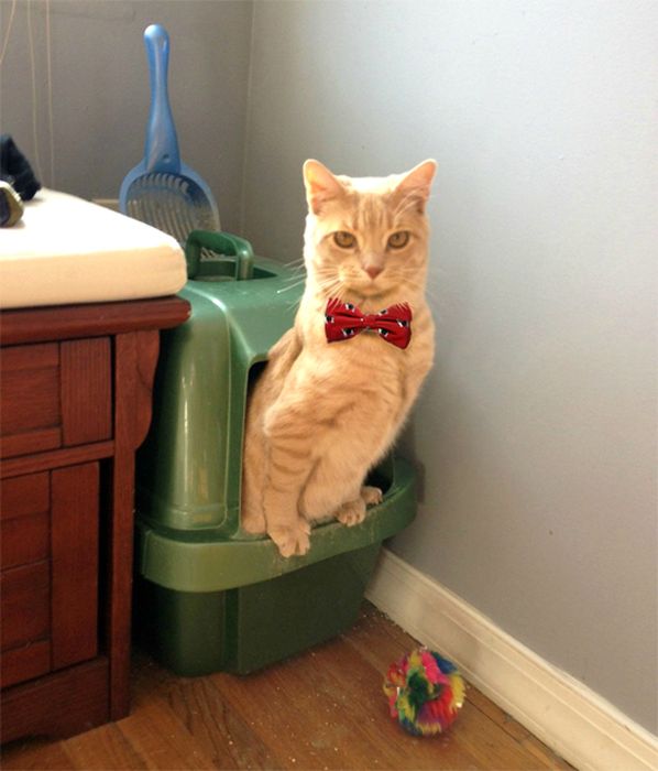 Dressed Animals (88 pics)
