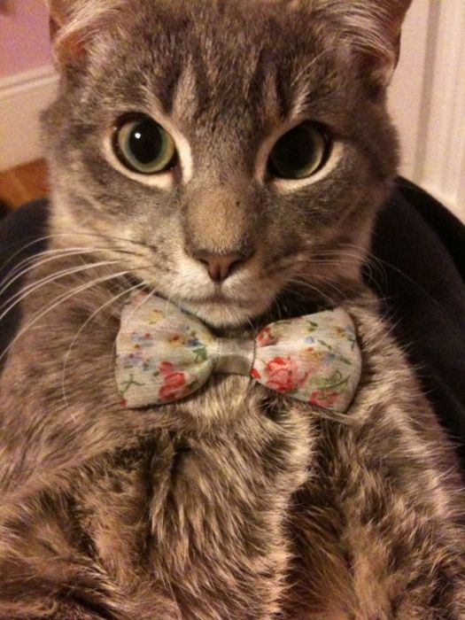 Dressed Animals (88 pics)