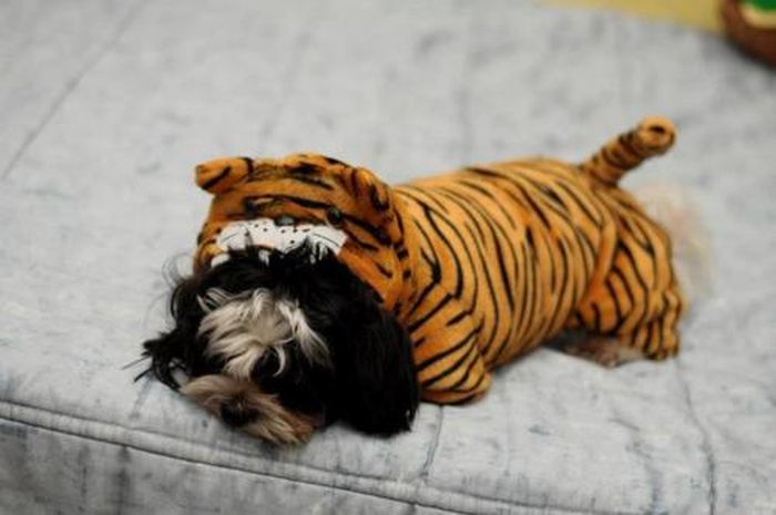 Dressed Animals (88 pics)