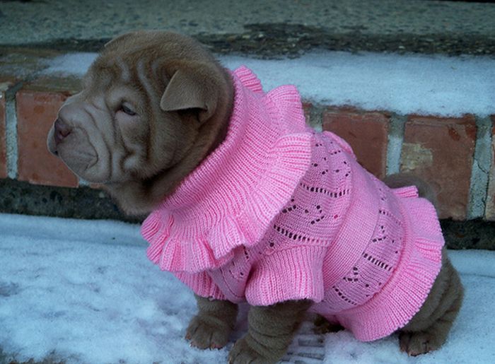 Dressed Animals (88 pics)