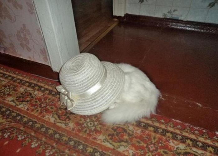Dressed Animals (88 pics)