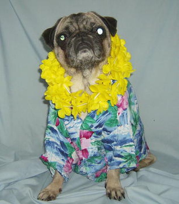 Dressed Animals (88 pics)