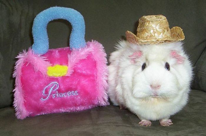 Dressed Animals (88 pics)
