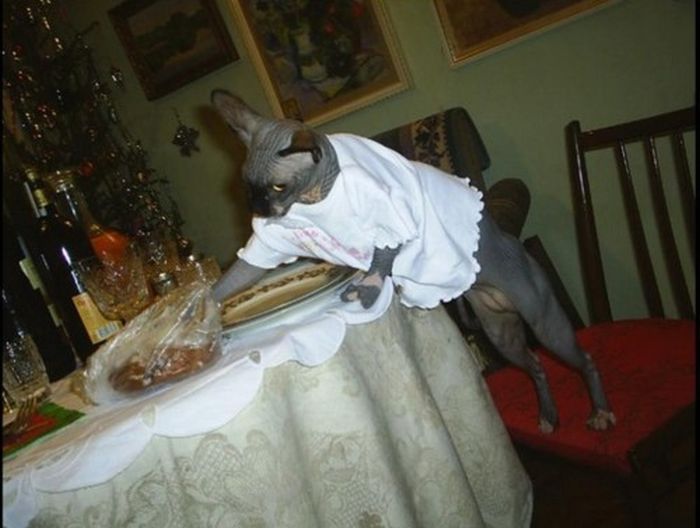 Dressed Animals (88 pics)