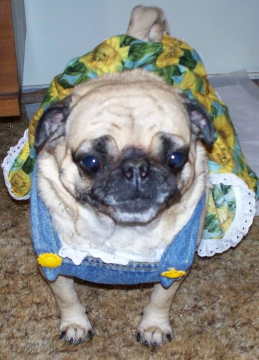 Dressed Animals (88 pics)
