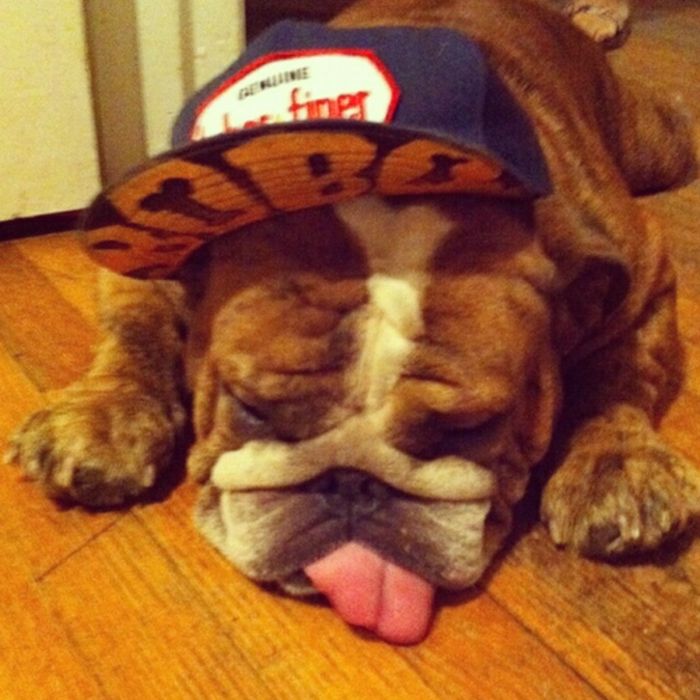 Dressed Animals (88 pics)
