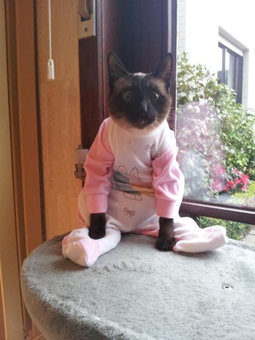 Dressed Animals (88 pics)