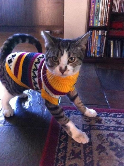 Dressed Animals (88 pics)