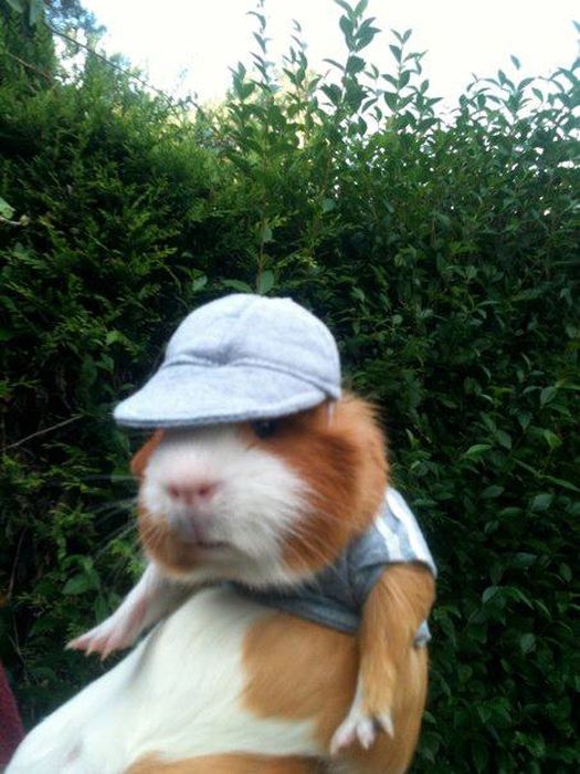 Dressed Animals (88 pics)