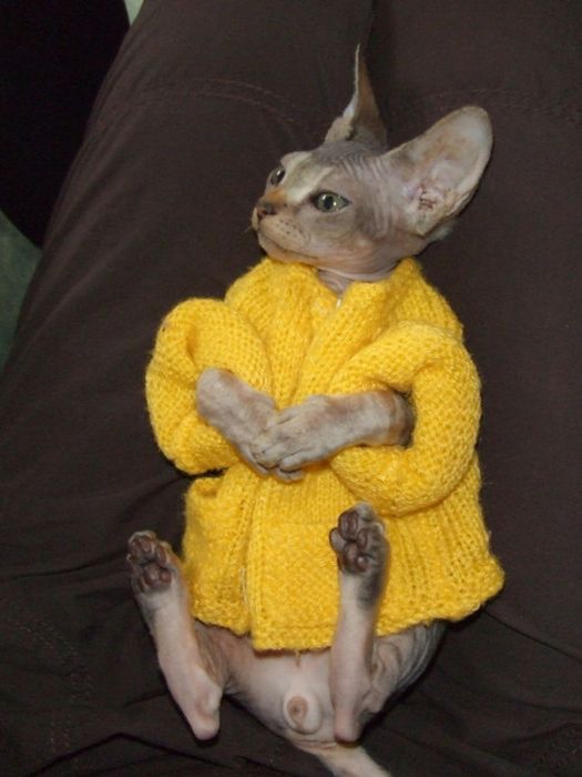 Dressed Animals (88 pics)