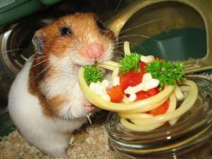 Tiny Cute Things (85 pics)