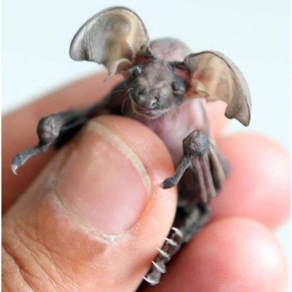 Tiny Cute Things (85 pics)