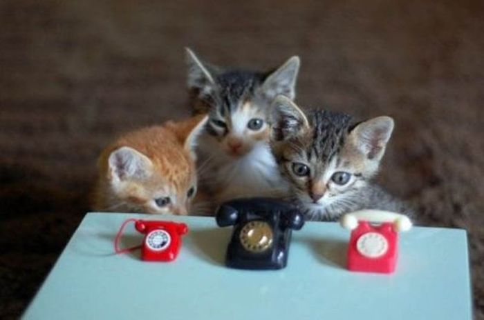Tiny Cute Things (85 pics)