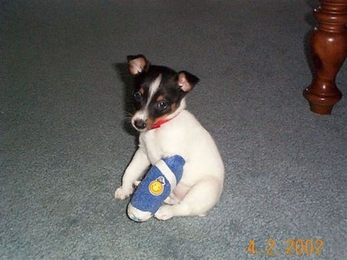 Tiny Cute Things (85 pics)