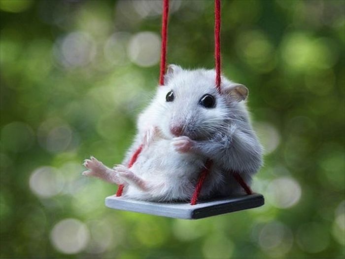Tiny Cute Things (85 pics)
