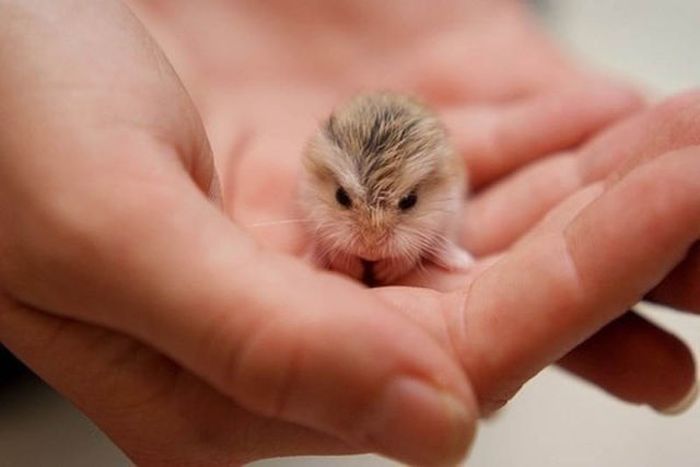 Tiny Cute Things (85 pics)