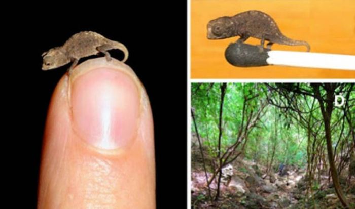 Tiny Cute Things (85 pics)