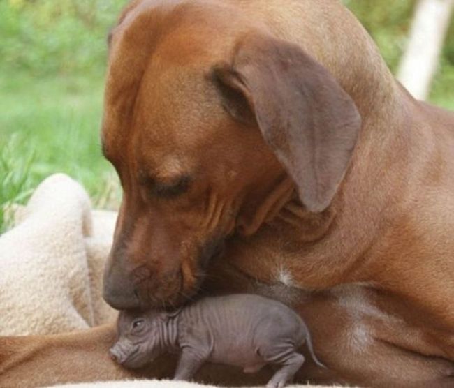 Tiny Cute Things (85 pics)