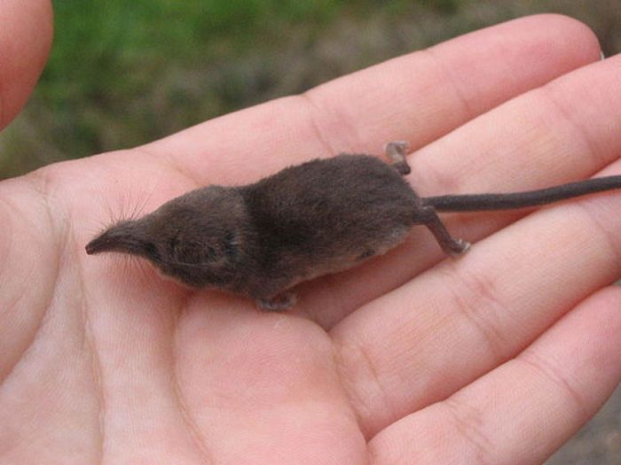 Tiny Cute Things (85 pics)