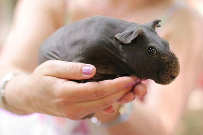 Tiny Cute Things (85 pics)