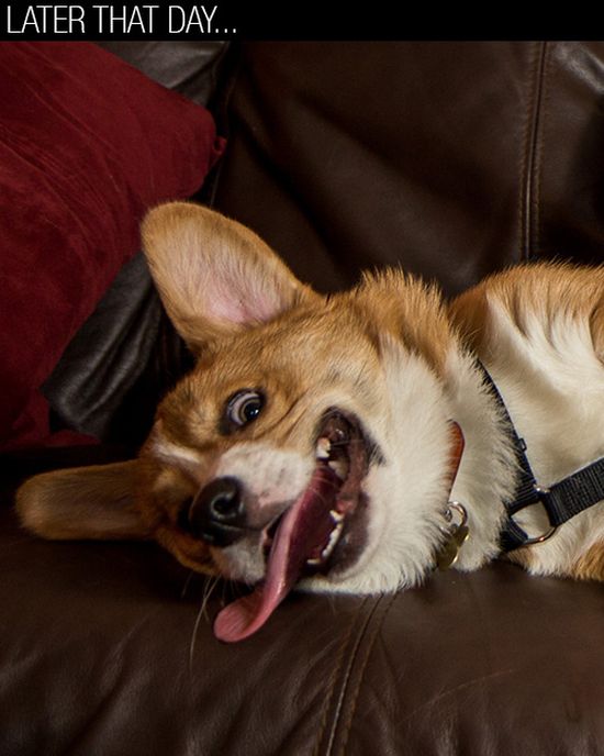 How To Give Your Dog Drugs (9 pics)