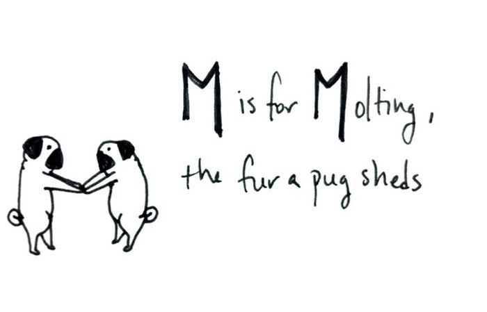 Pug Alphabets (26 pics)