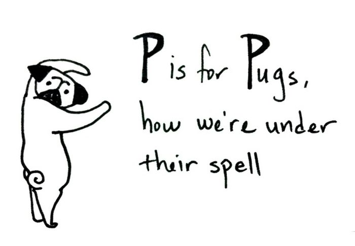 Pug Alphabets (26 pics)