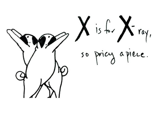 Pug Alphabets (26 pics)