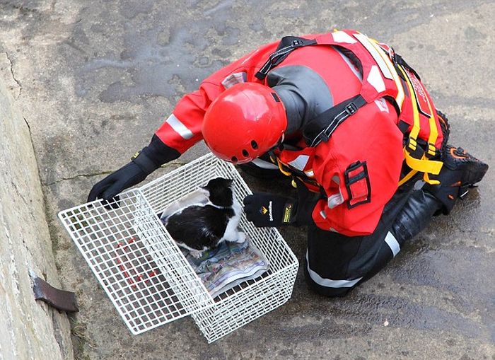 How to Rescue a Cat (7 pics)