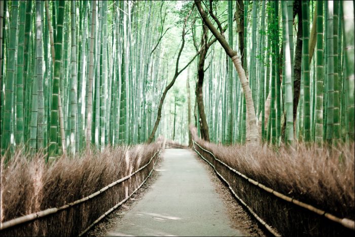 Sagano Bamboo Forest (12 pics)