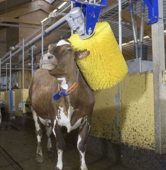 Acid Picdump (102 pics)