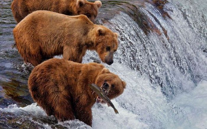 Acid Picdump (102 pics)