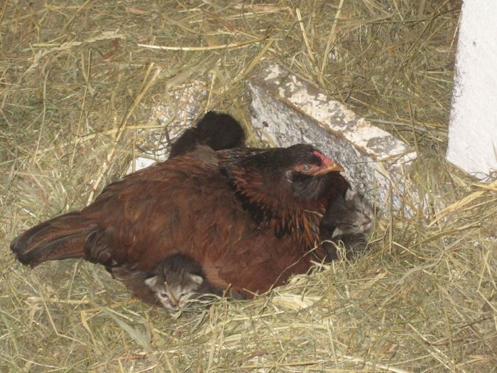 Chicken Adopted Kittens (4 pics)