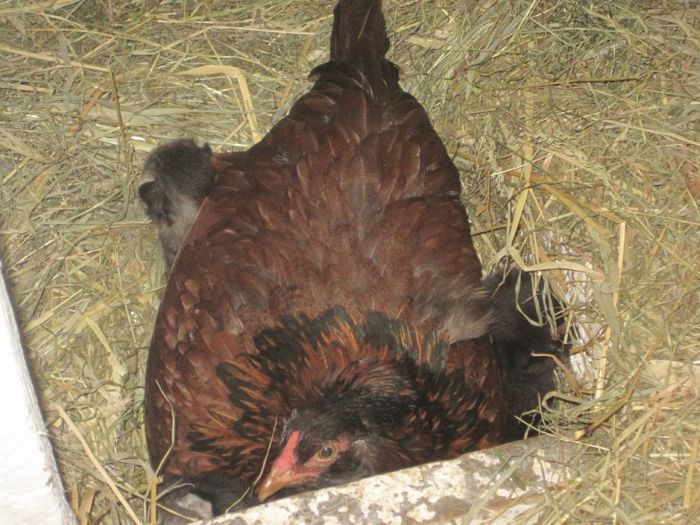 Chicken Adopted Kittens (4 pics)