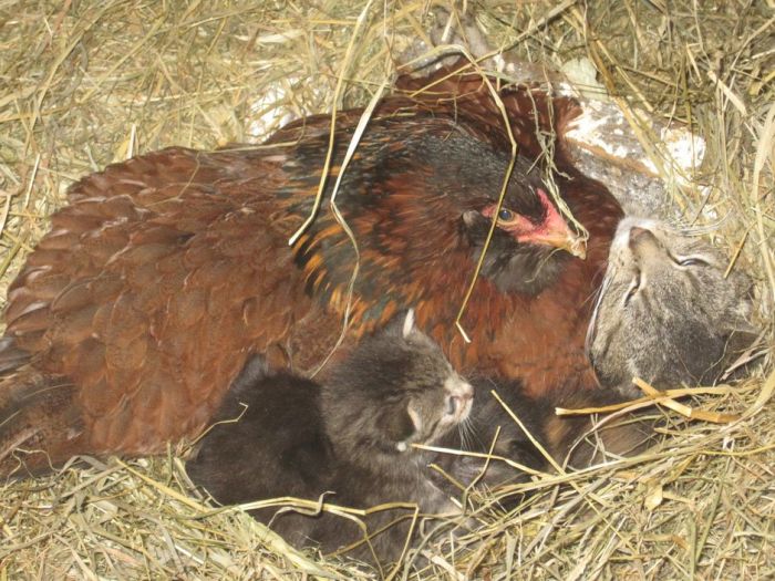 Chicken Adopted Kittens (4 pics)