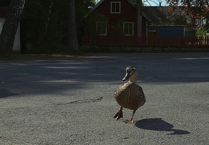 Ducks on Park Spaces (41 pics)