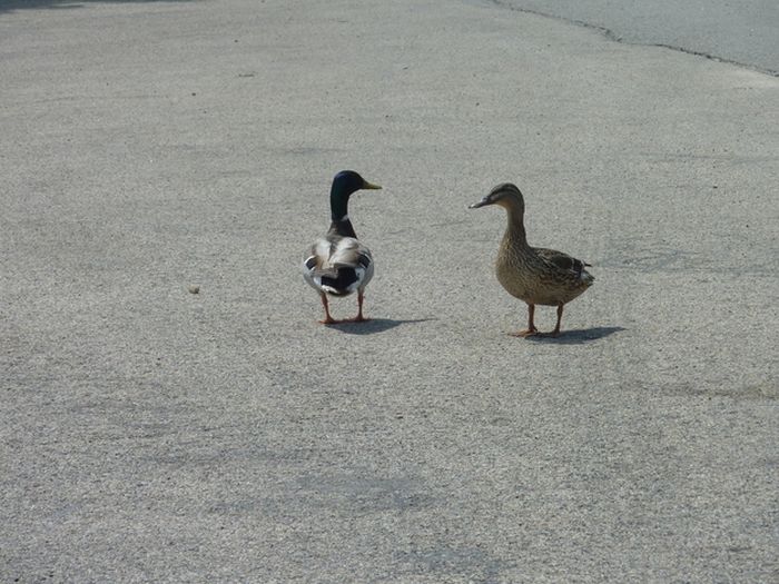 Ducks on Park Spaces (41 pics)