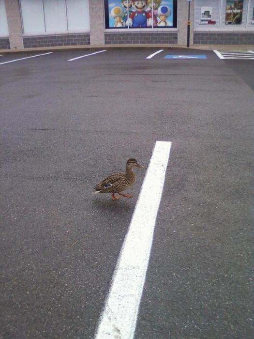 Ducks on Park Spaces (41 pics)