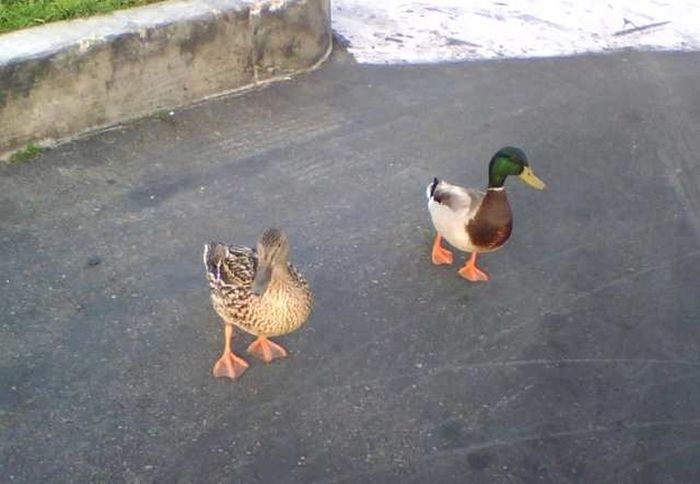Ducks on Park Spaces (41 pics)